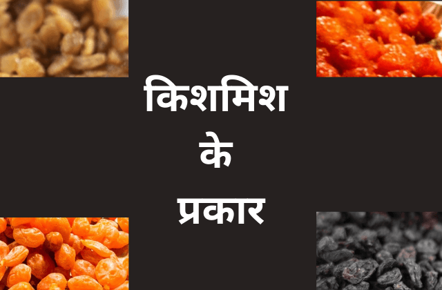 Benefits of Raisins In Hindi