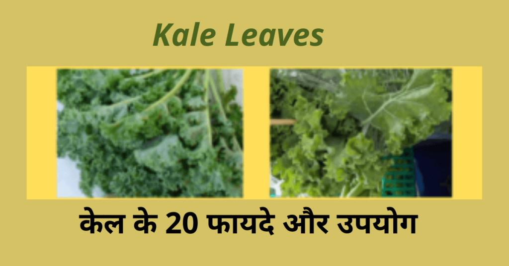 20 Benefits of Kale Leaves केल (काले) के 20 फायदे, उपयोग और नुकसान