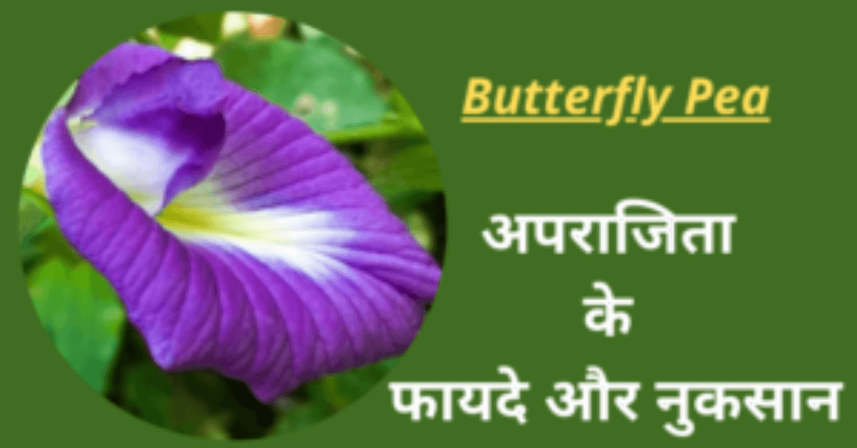 Aparajita Flower Benefits in Hindi