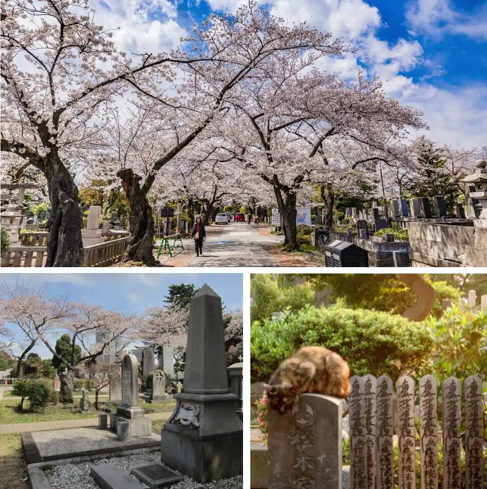 Aoyama Cemetery, Tokyo, Japan