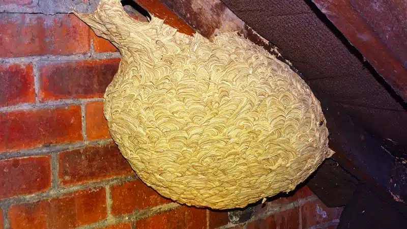 A Giant Hornet's Nest