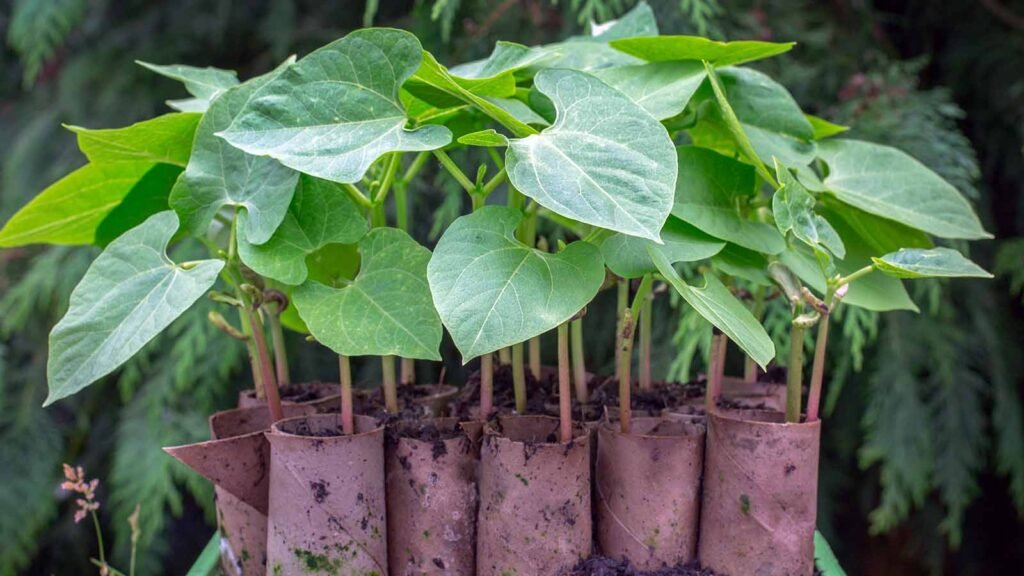 Biodegradable Seedling Pots