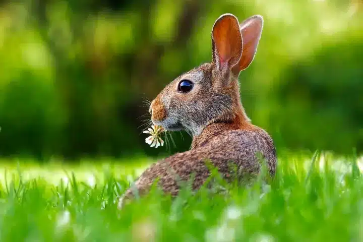 Use Natural Repellents To Deter Rabbits And Other Animals From Eating Your Plants