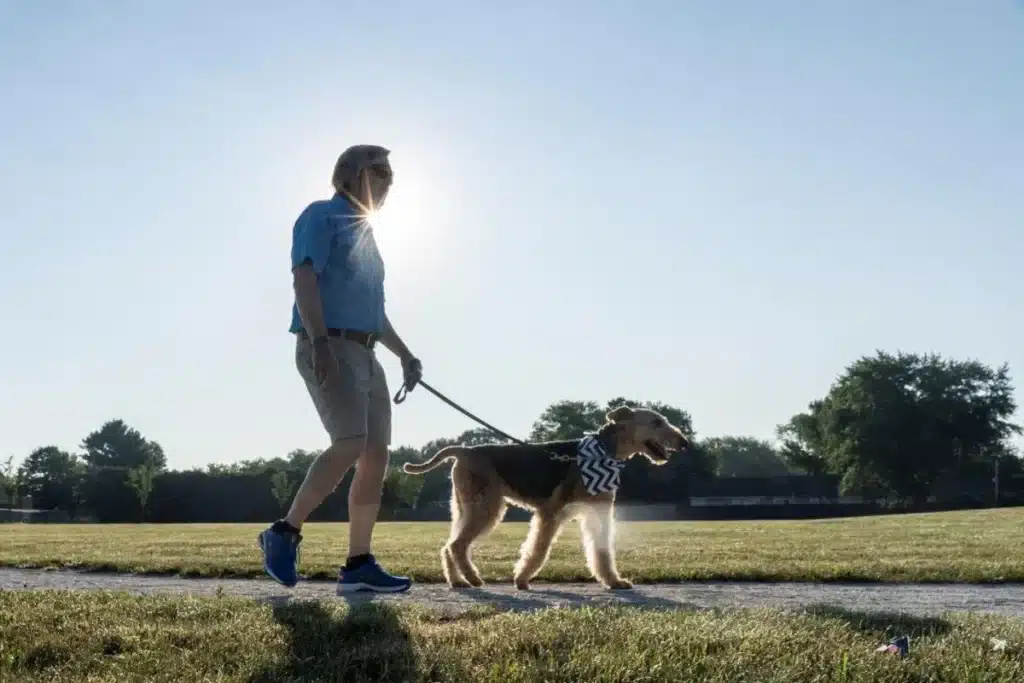 Walk Or Sit Dogs